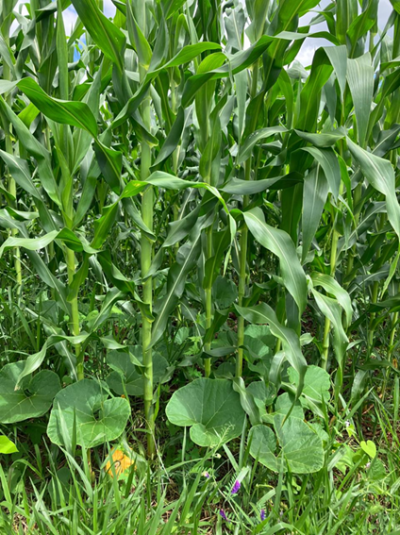 UFFS - Campus Laranjeiras do Sul integra projeto de pesquisa sobre sistemas de plantio direto orgânico